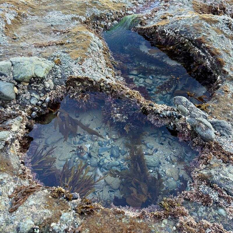 Tide pools at Shaw’s Cove