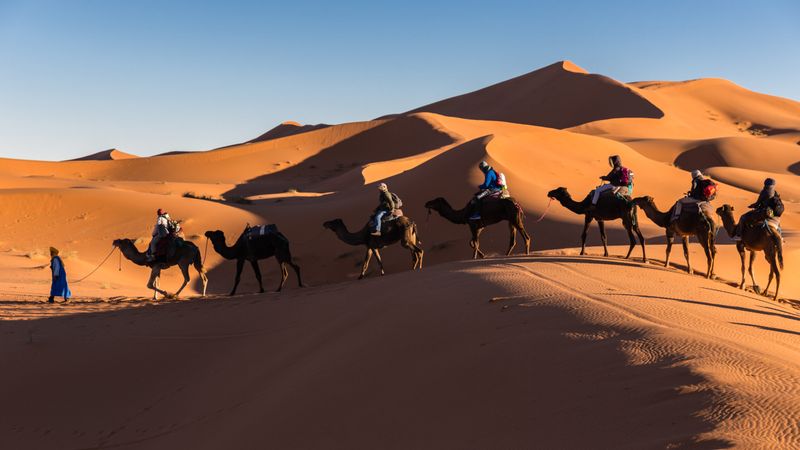 Camel Trekking in the Sahara