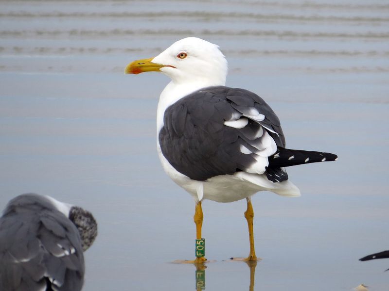 Wildlife Watching at Its Best