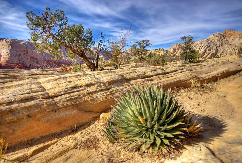 March: Spring Wildflower Hikes