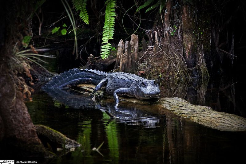 Swamp Cuisine