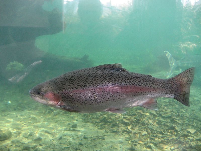 The Great Salmon Return