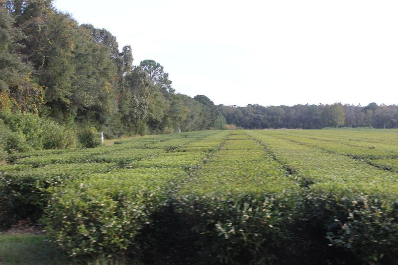 Charleston Tea Garden