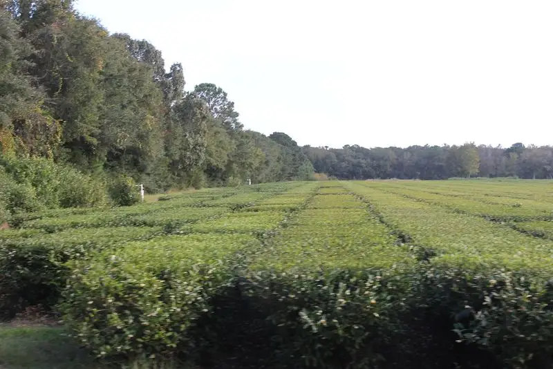 Charleston Tea Garden