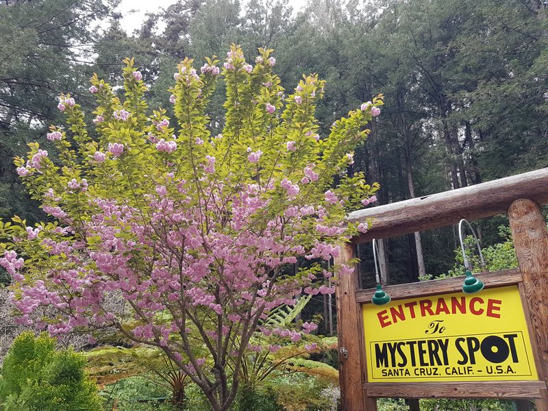 The Mystery Spot – Santa Cruz