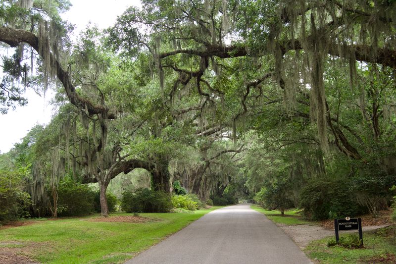 Magnolia Plantation and Gardens – South Carolina