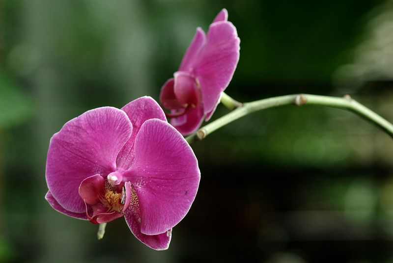 Foellinger-Freimann Botanical Conservatory
