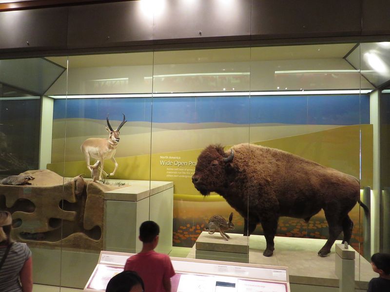 Hall of Mammals