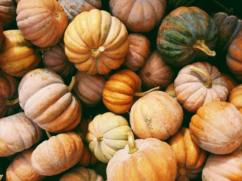 Naples, Florida – Autumn Harvest Fair