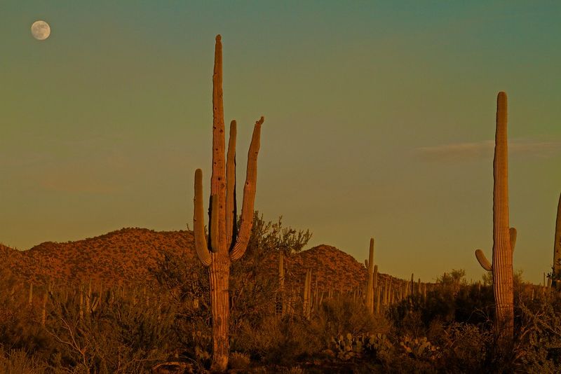 Saguaro National Park