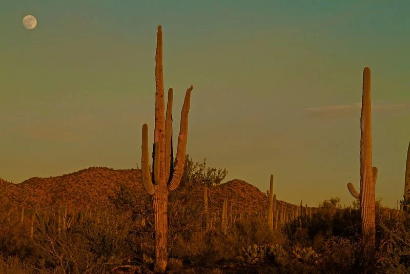 Saguaro National Park