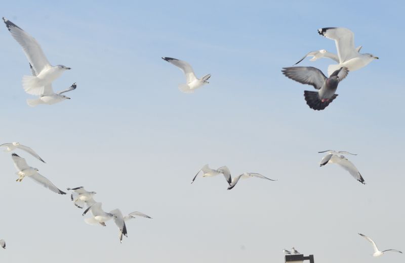Birdwatching During Fall Migration