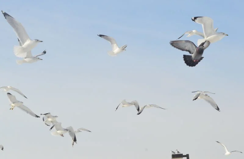 Birdwatching During Fall Migration