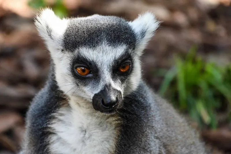 Madagascar's Lemurs