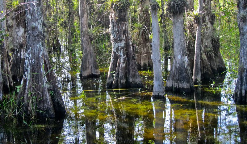 Take an Airboat Tour in Big Cypress Preserve