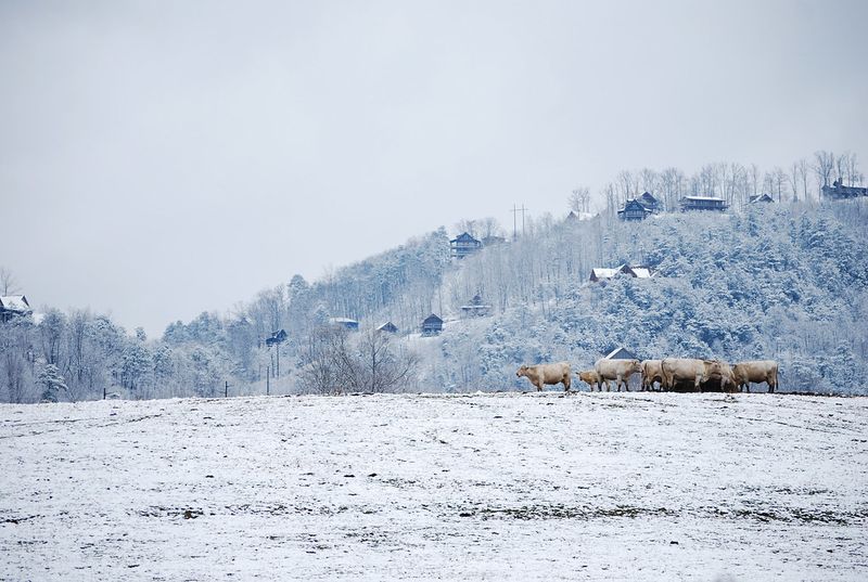 Pigeon Forge Snow