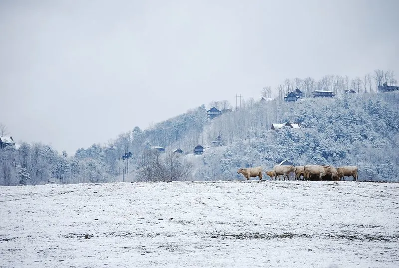 Pigeon Forge Snow