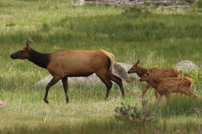 Wildlife Awareness (or Lack Thereof)
