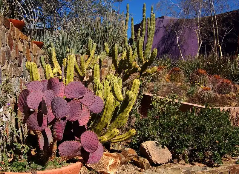 Arizona-Sonora Desert Museum
