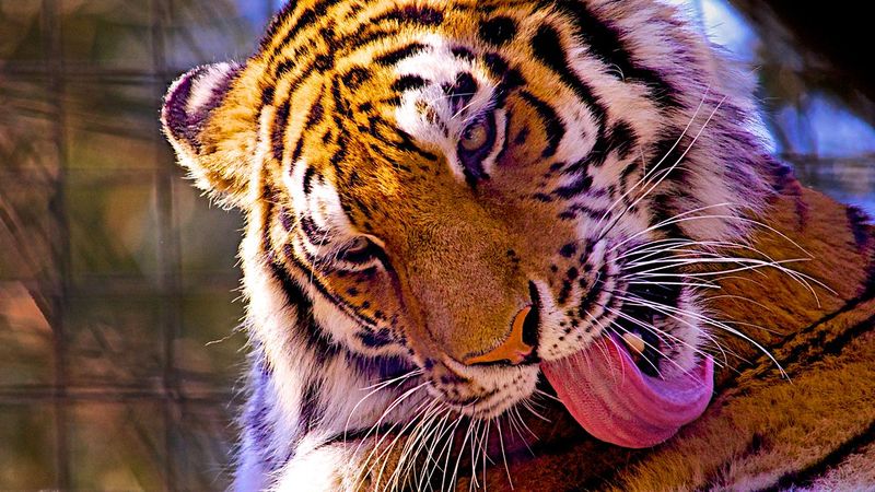 Brandywine Zoo
