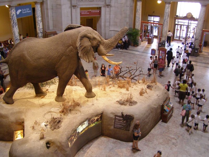 African Elephant in the Rotunda