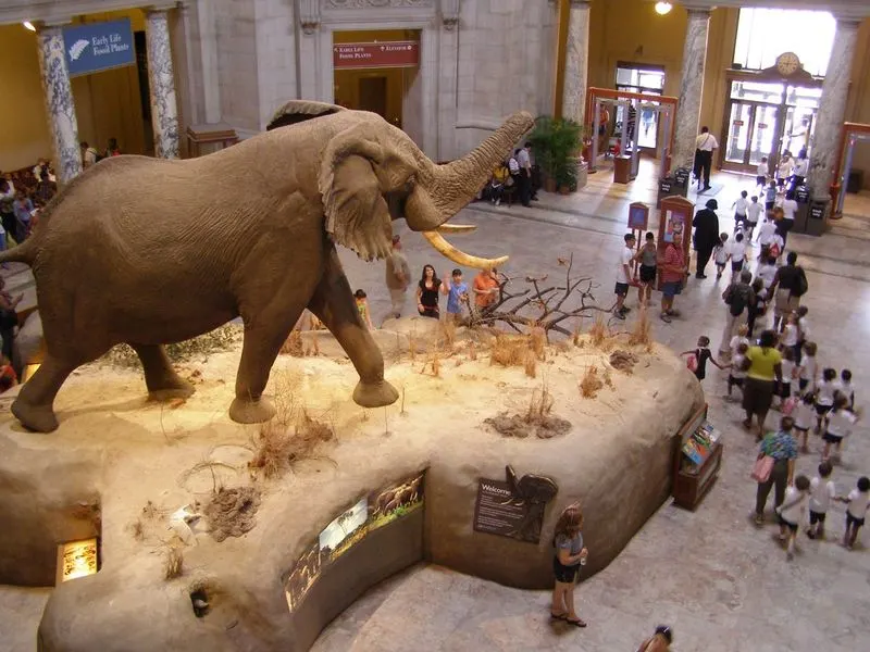 African Elephant in the Rotunda