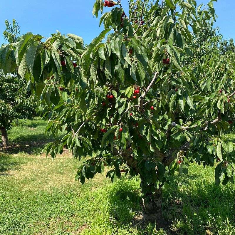 Johnson Orchards, Yakima