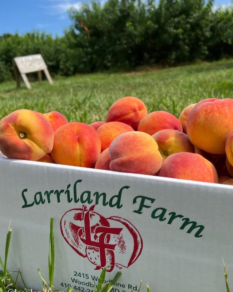 Squash and vegetable picking at Larriland Farm, Maryland