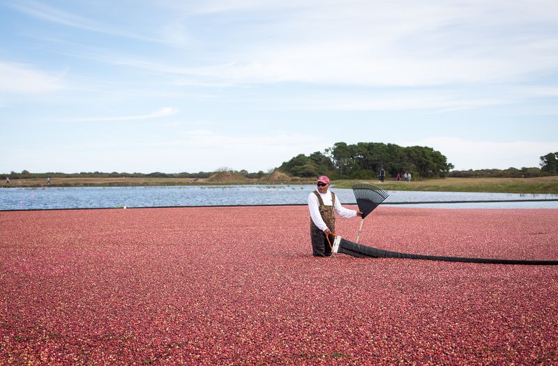 Nantucket Cranberry Festival