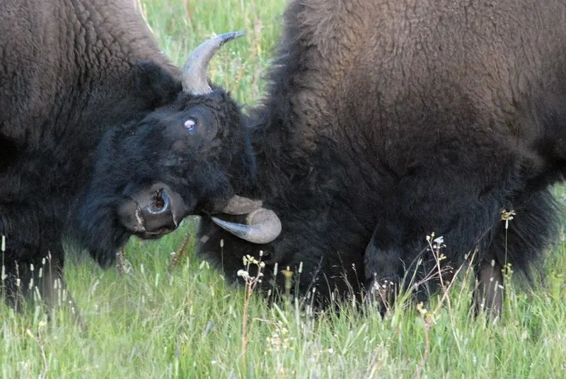 Bison Rutting Season in Yellowstone National Park, Wyoming