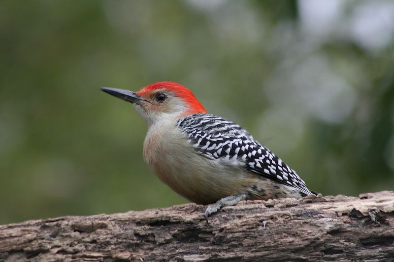 Wildlife Encounters and Birding