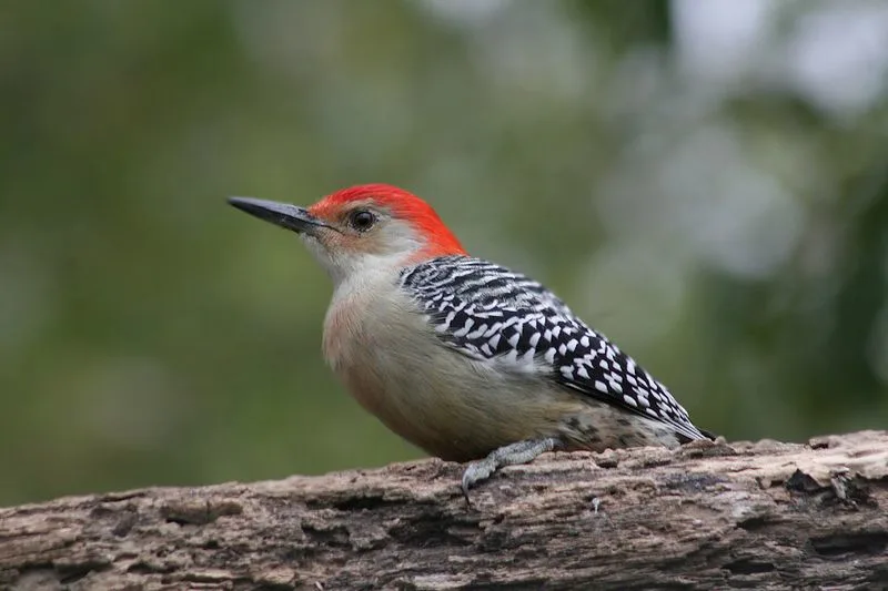 Wildlife Encounters and Birding