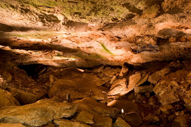 Cave Bat Colony