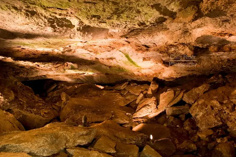 Cave Bat Colony