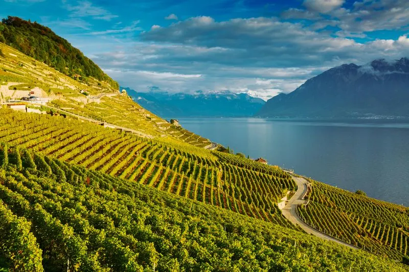 Wine Harvest Tours in Lavaux