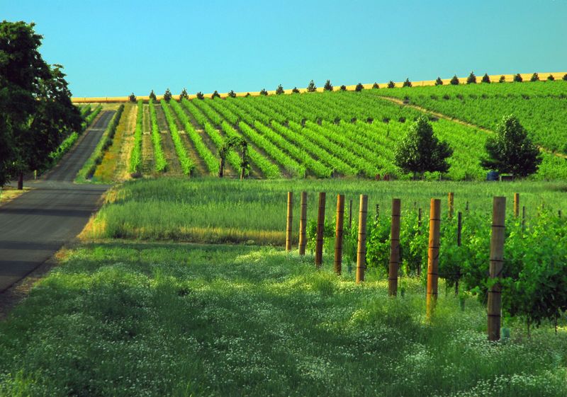 Wine Tasting in Walla Walla, Washington
