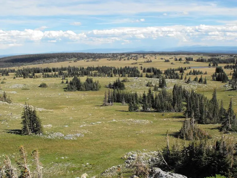 Medicine Bow National Forest