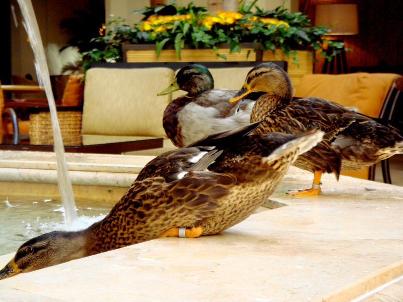 Duck March at The Peabody Hotel, Memphis, Tennessee