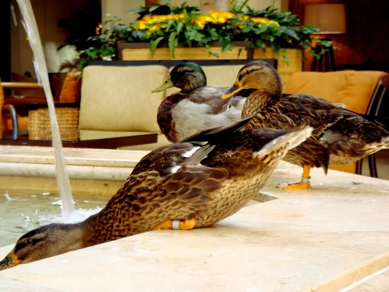 Duck March at The Peabody Hotel, Memphis, Tennessee