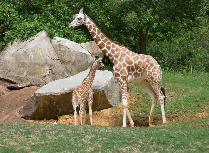North Carolina Zoo