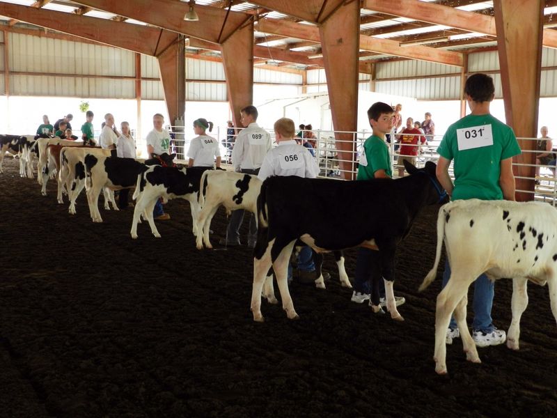 Black Hawk County Fair – Waterloo