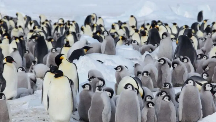 Is visiting Antarctica worth it? 14 things that make the journey unforgettable