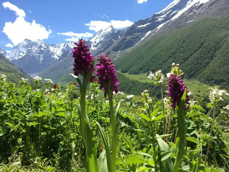 Valley of Flowers National Park