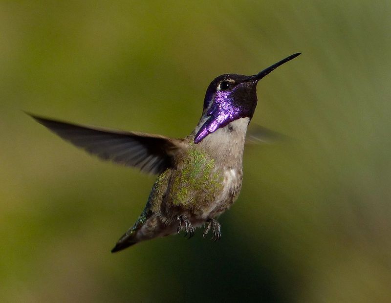 February: Wildlife Watching