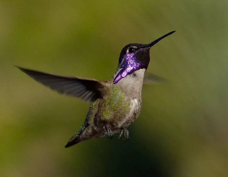February: Wildlife Watching