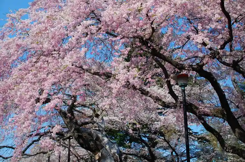 Cherry blossoms bloom all year long