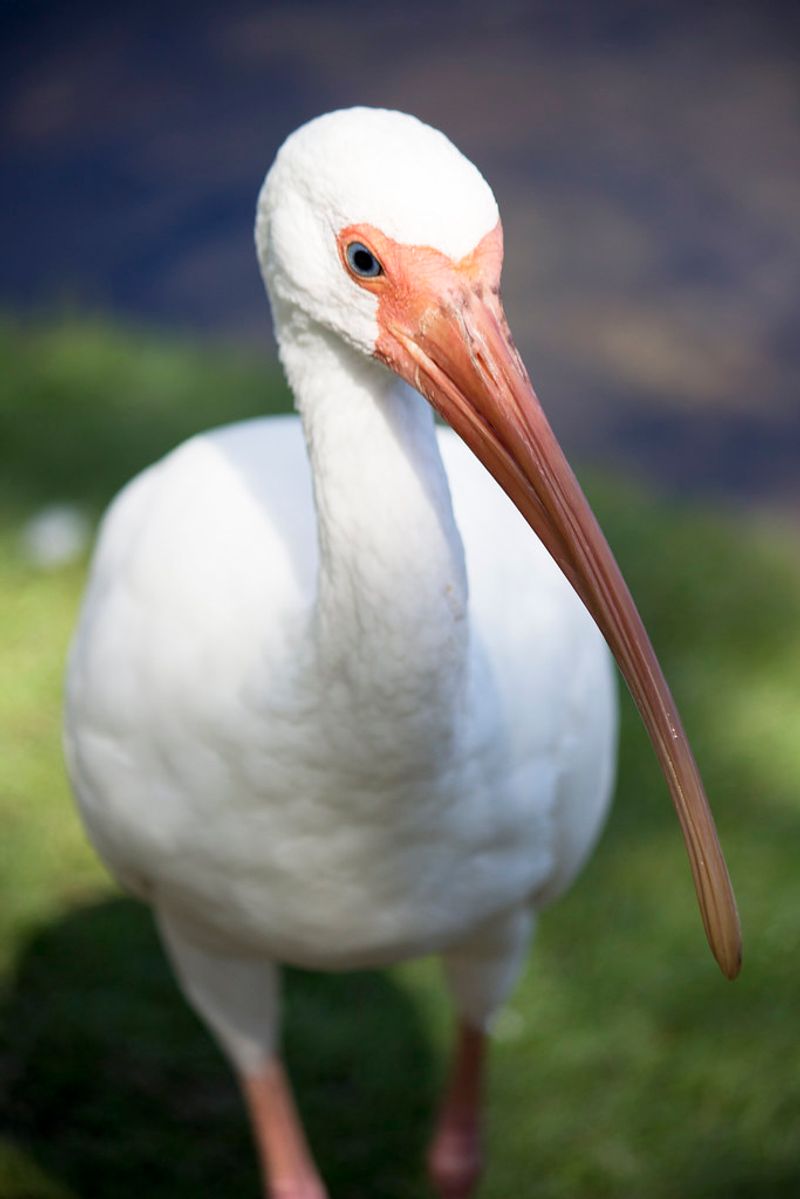 Naples Zoo at Caribbean Gardens – Naples