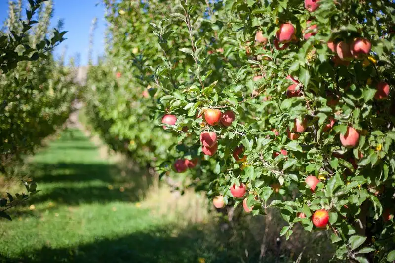 Thompson’s Farm, Naches