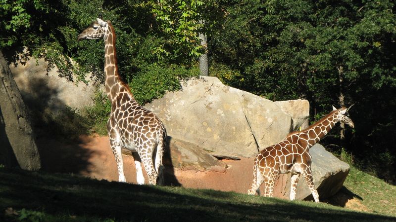North Carolina Zoo