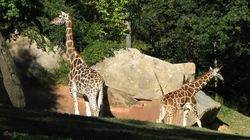 North Carolina Zoo
